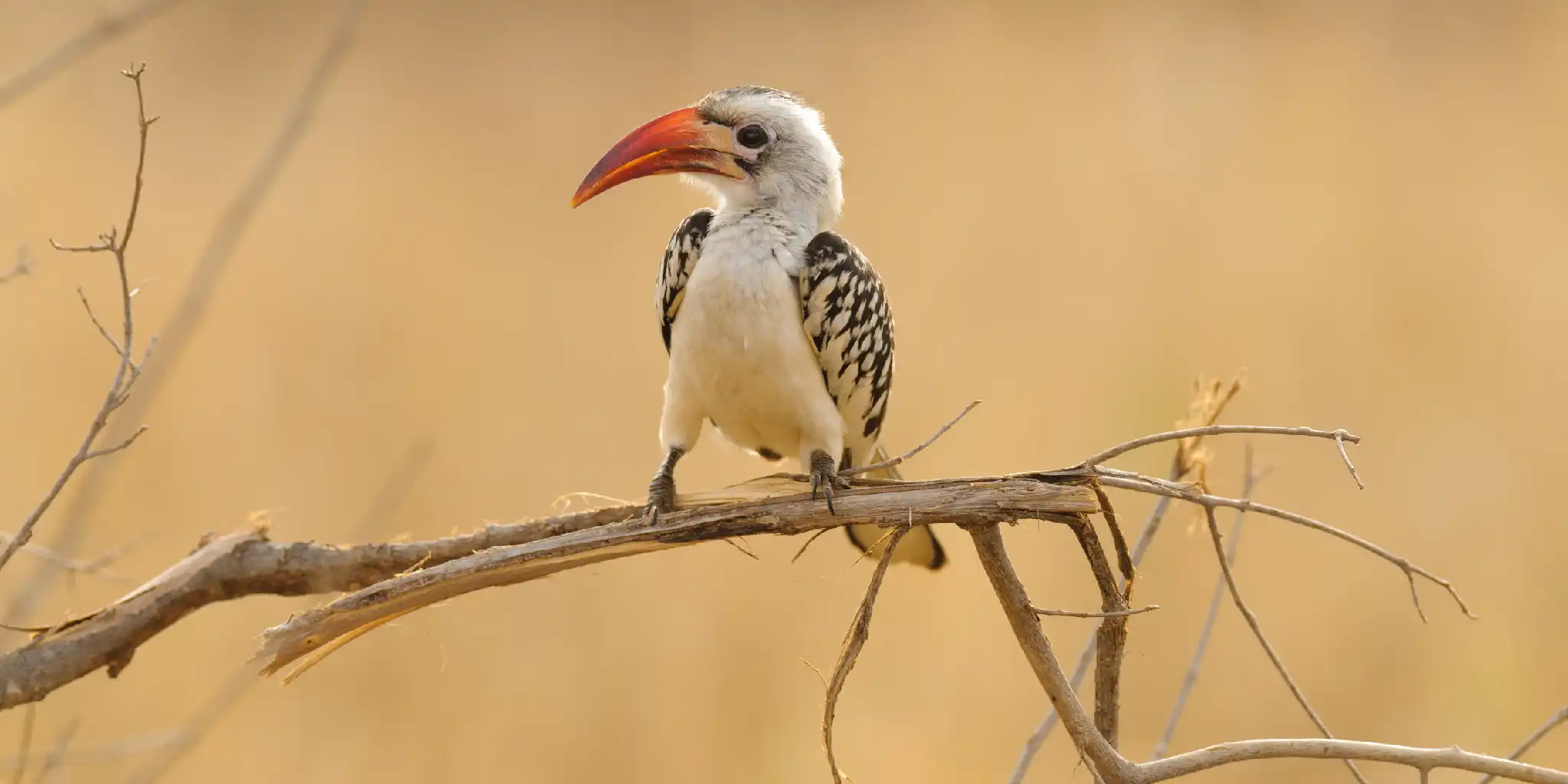 7 Days Northern Tanzania Bird Watching Safari