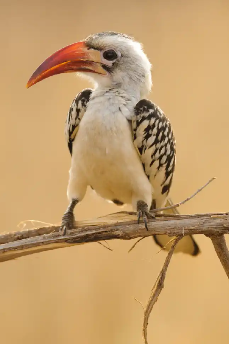 7 Days Northern Tanzania Bird Watching Safari
