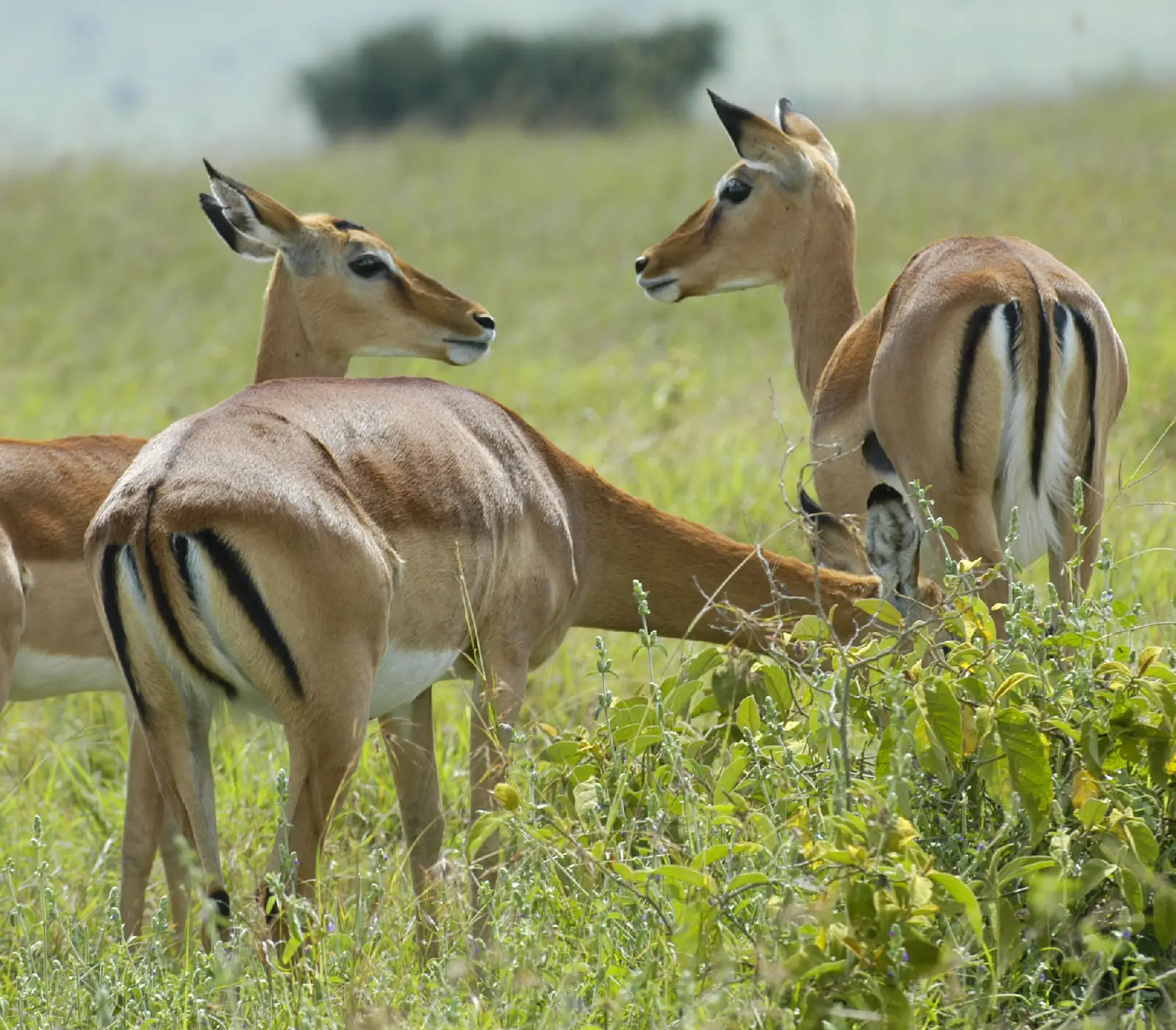 7 Days Safari – Amboseli, Lake Naivasha, Lake Nakuru & Masai Mara  wildlife Attractions