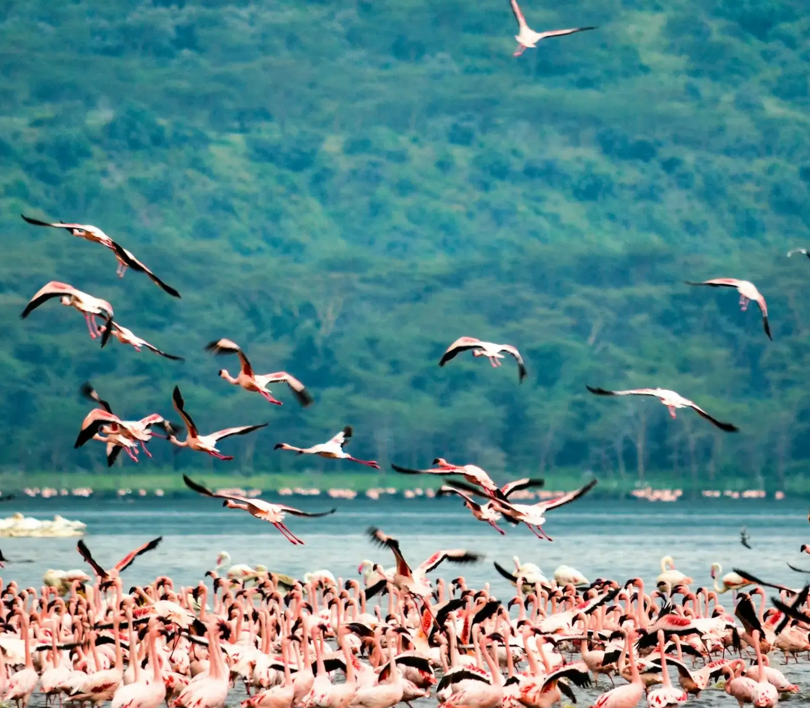 7 Days Safari – Amboseli, Lake Naivasha, Lake Nakuru & Masai Mara  wildlife Attractions