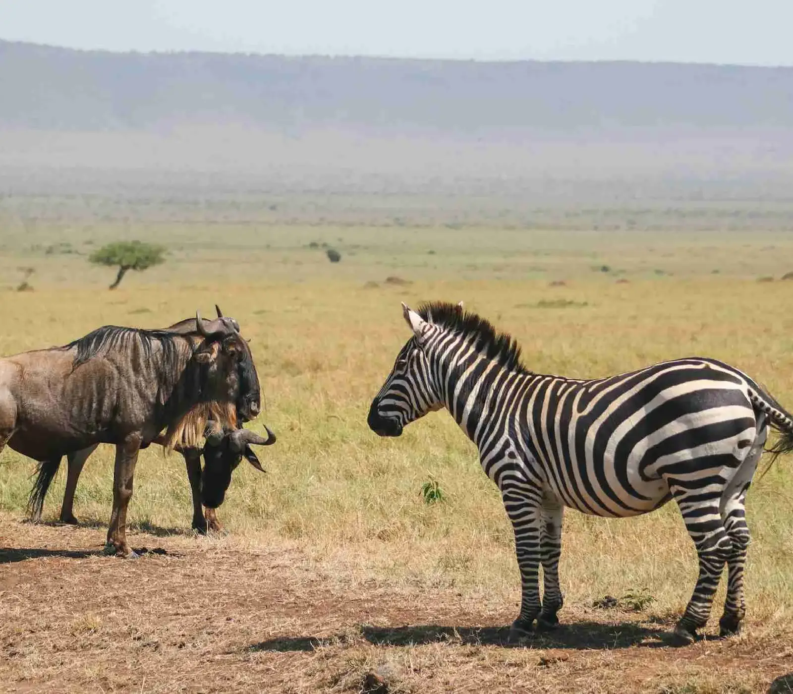 7 Days Safari – Amboseli, Lake Naivasha, Lake Nakuru & Masai Mara  Attractions