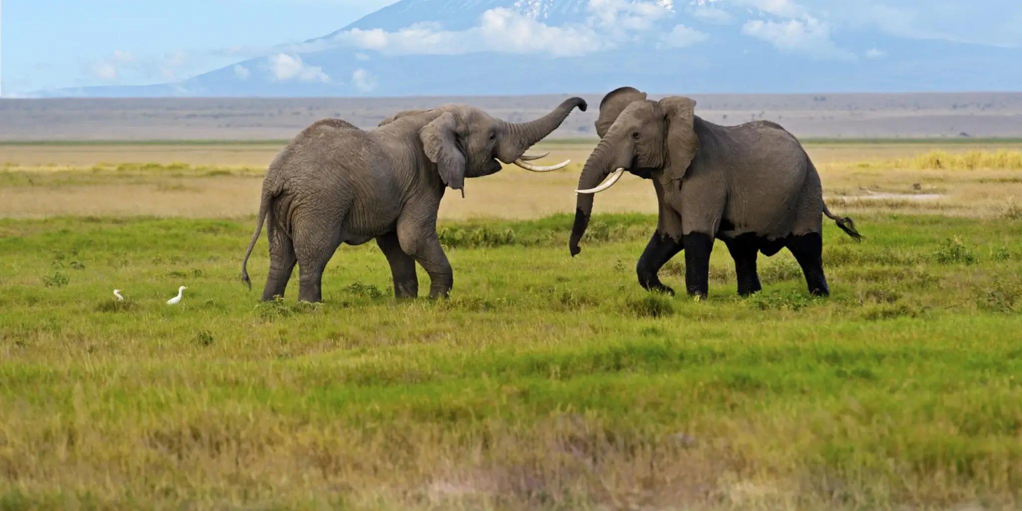 7 Days Safari – Amboseli, Lake Naivasha, Lake Nakuru & Masai Mara 