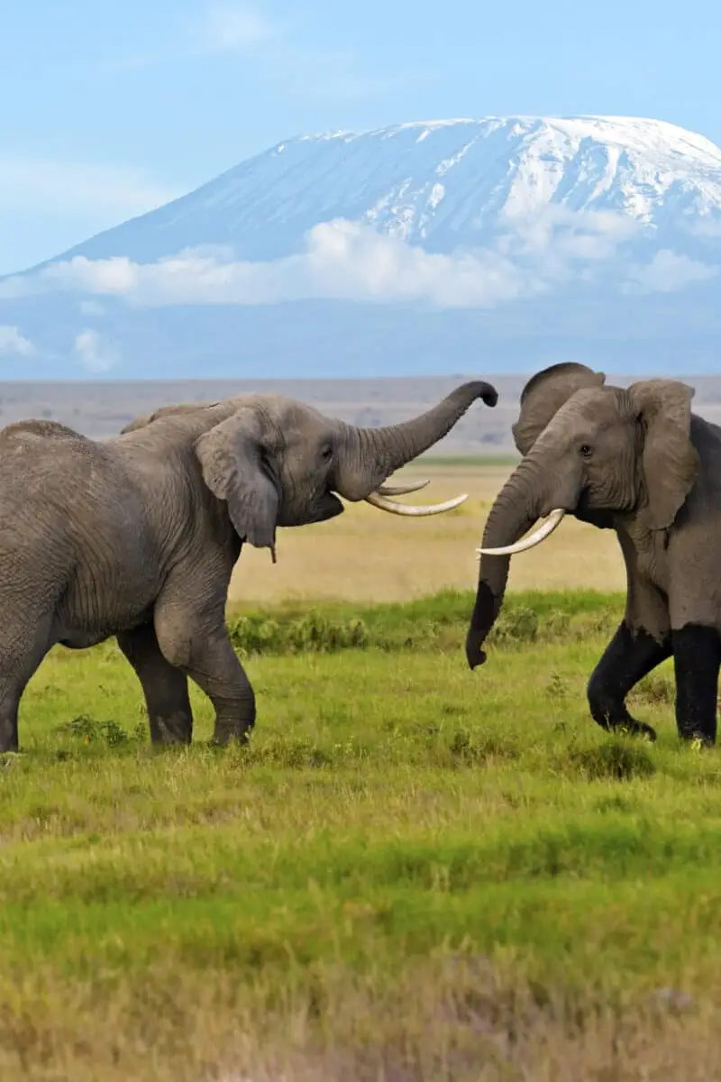 7 Days Safari – Amboseli, Lake Naivasha, Lake Nakuru & Masai Mara