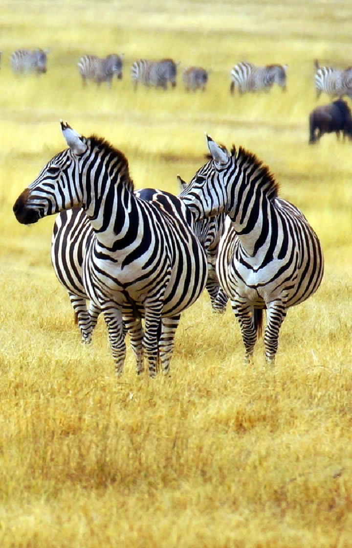7-Days Safari: Masai Mara, Lake Nakuru, Lake Naivasha, Amboseli To Coast  wildlife