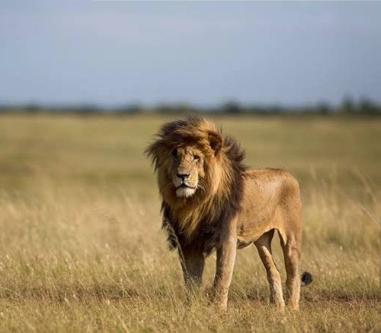 7-Days Safari: Masai Mara, Lake Nakuru, Lake Naivasha, Amboseli To Coast  wildlife Attractions