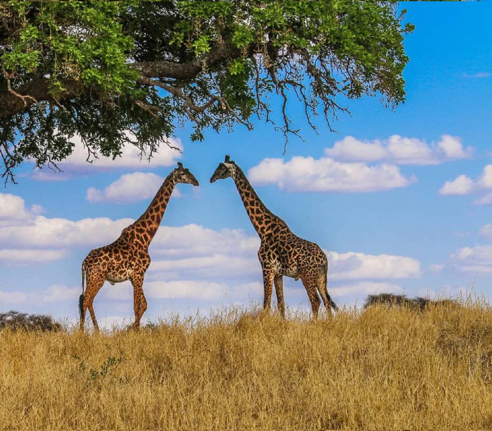 7-Days Safari: Masai Mara, Lake Nakuru, Lake Naivasha, Amboseli To Coast  Attractions