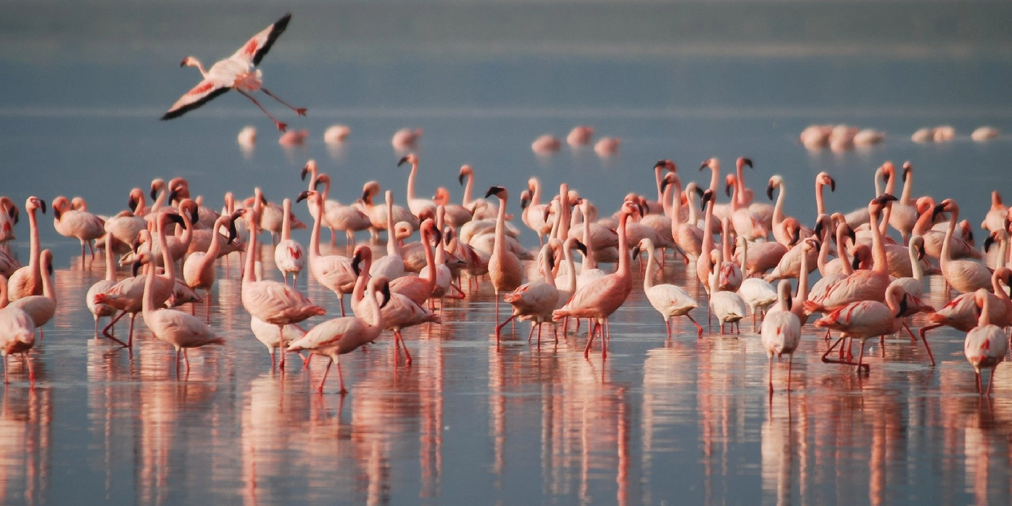 7-Days Safari: Masai Mara To Kenya Coast  