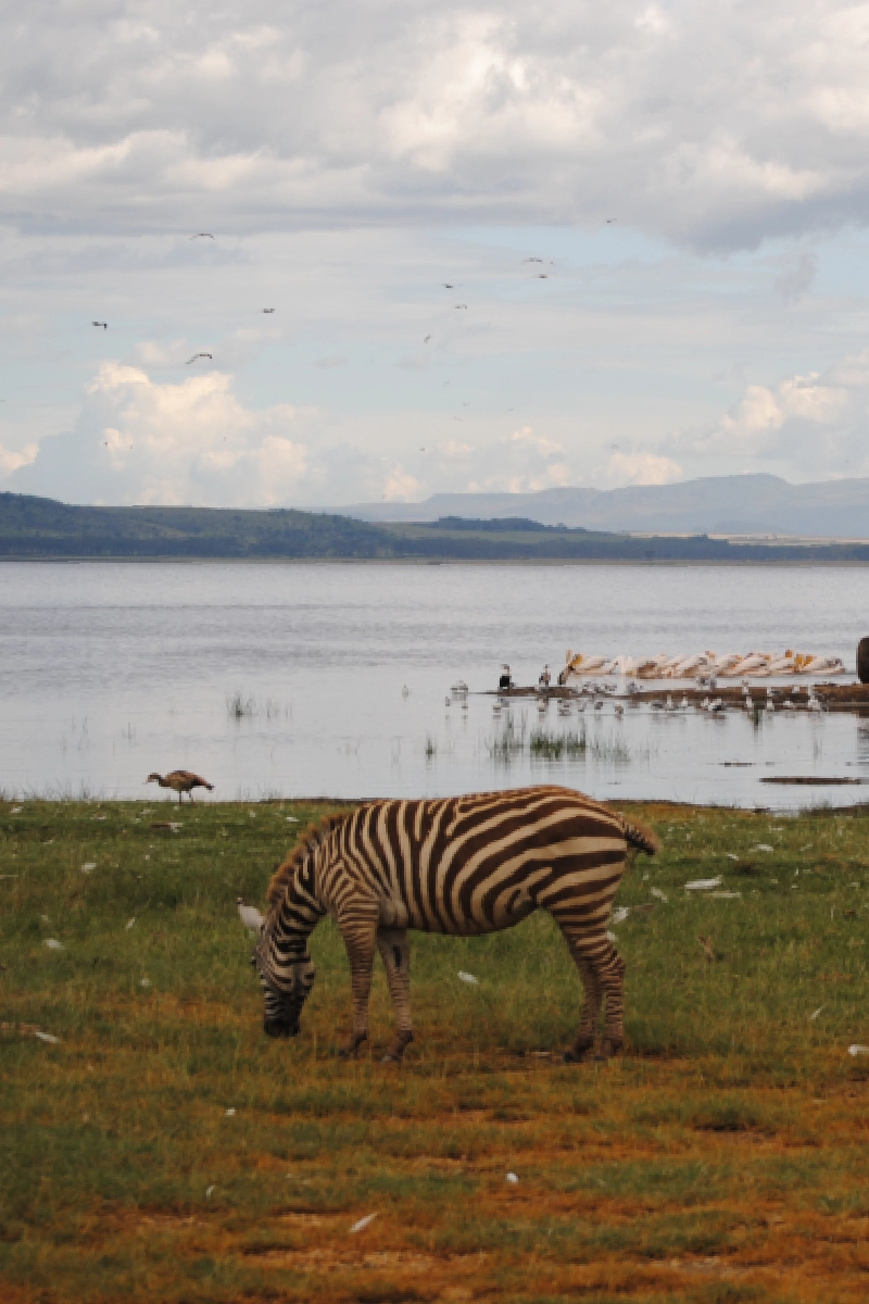 7-Days Safari: Masai Mara To Kenya Coast