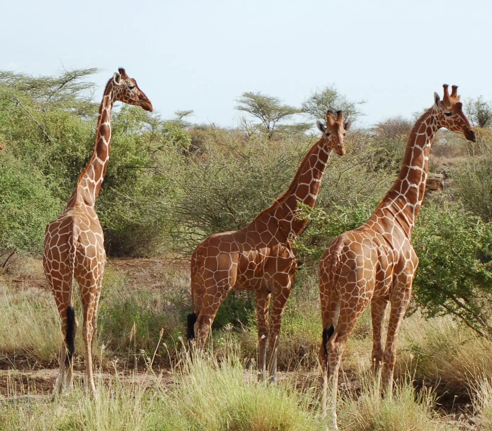 7 Days Safari – Samburu, Aberdares, Lakes Nakuru & Naivasha, Masai Mara  wildlife Attractions