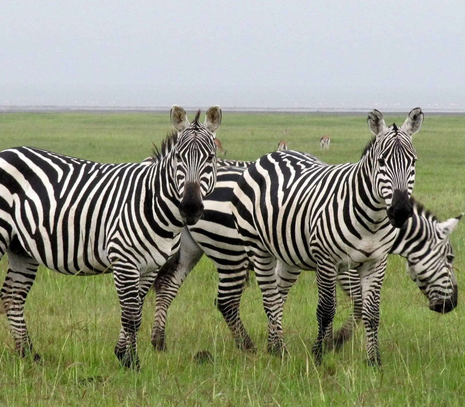 7 Days Safari – Samburu, Aberdares, Lakes Nakuru & Naivasha, Masai Mara  Attractions