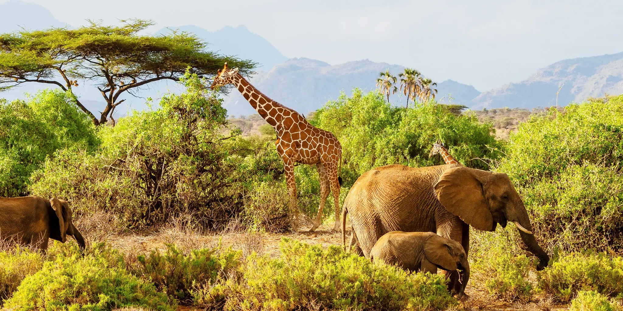 7 Days Safari – Samburu, Aberdares, Lakes Nakuru & Naivasha, Masai Mara 