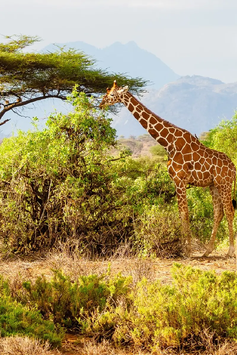 7 Days Safari – Samburu, Aberdares, Lakes Nakuru & Naivasha, Masai Mara