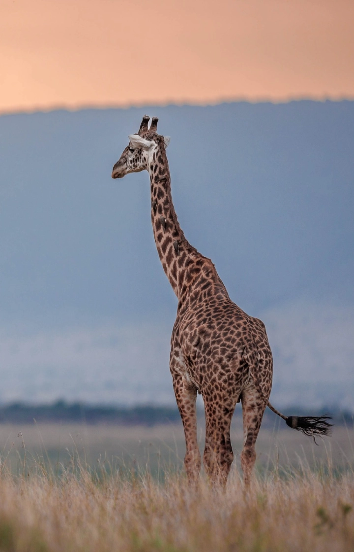 7 Days Safari – Tsavo East, Amboseli, Lake Naivasha, Lake Nakuru & Masai Mara wildlife
