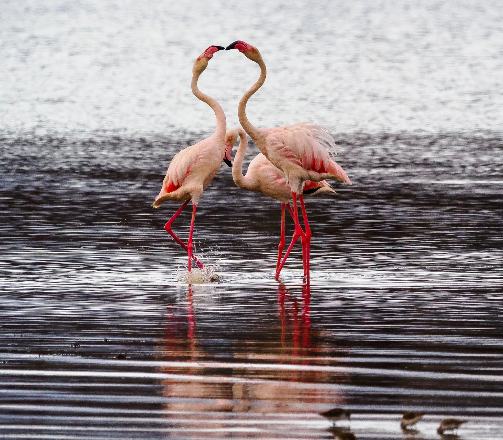 7 Days Safari – Tsavo East, Amboseli, Lake Naivasha, Lake Nakuru & Masai Mara Attractions