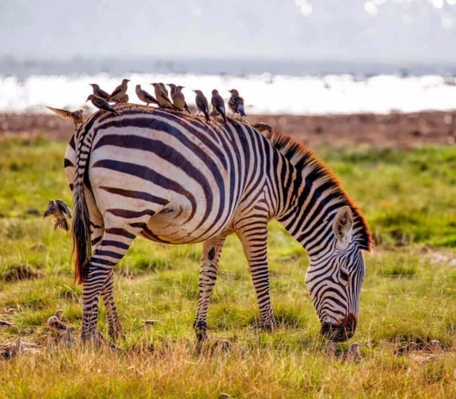 7 Days Safari – Tsavo East, Amboseli, Lake Naivasha, Lake Nakuru & Masai Mara Attractions