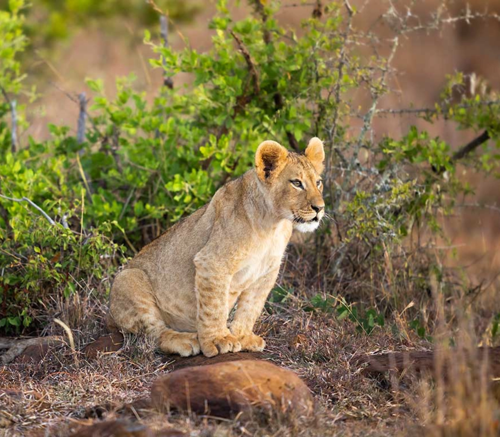 7 Days Safari – Tsavo East, Amboseli, Lake Naivasha, Lake Nakuru & Masai Mara Attractions