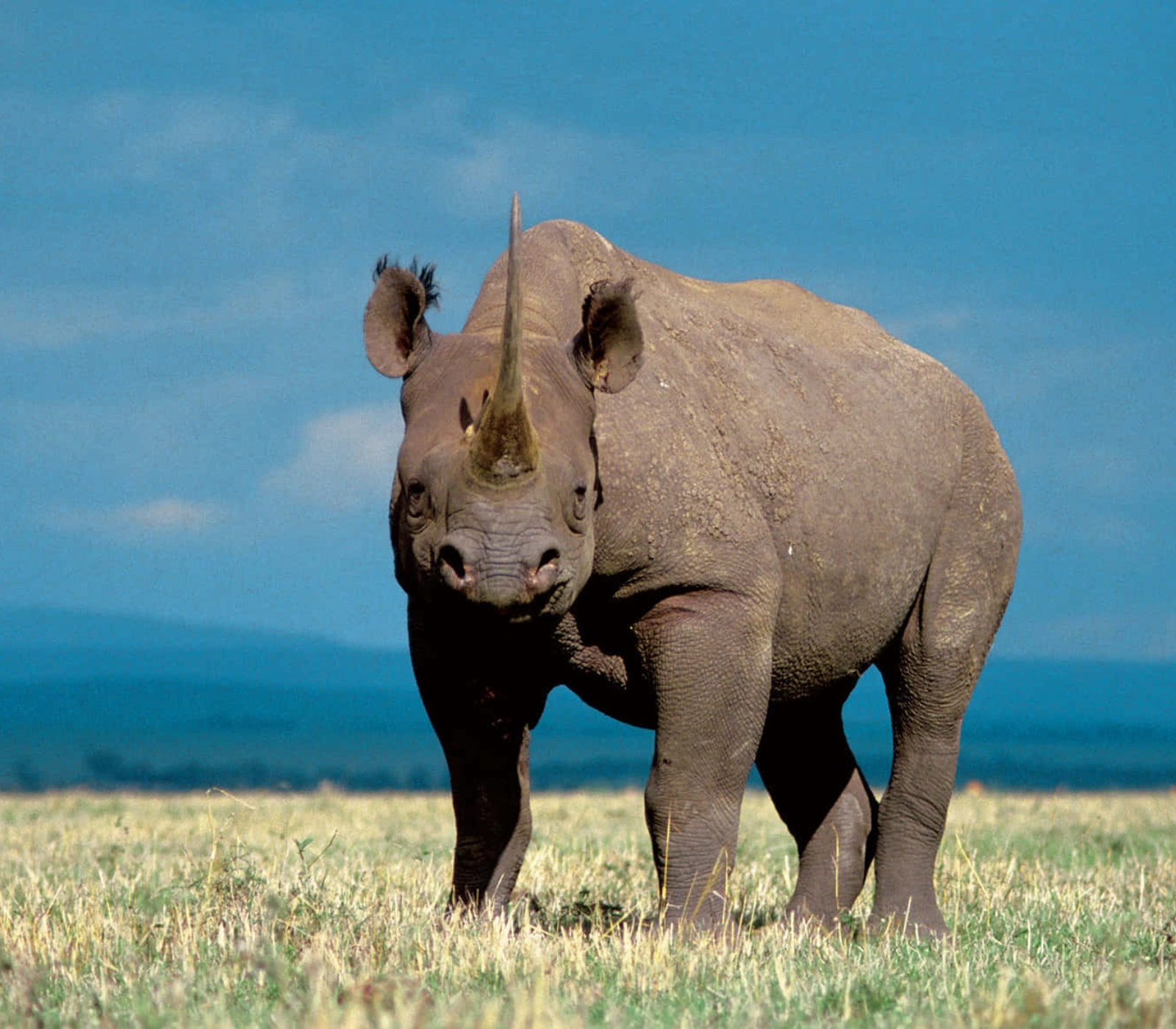 7 Days Safari – Tsavo East, Amboseli, Lake Naivasha, Lake Nakuru & Masai Mara Attractions