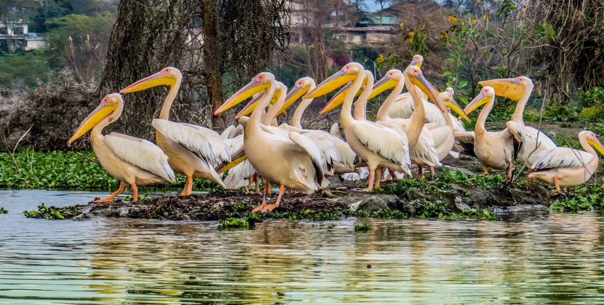 7 Days Safari – Tsavo East, Amboseli, Lake Naivasha, Lake Nakuru & Masai Mara