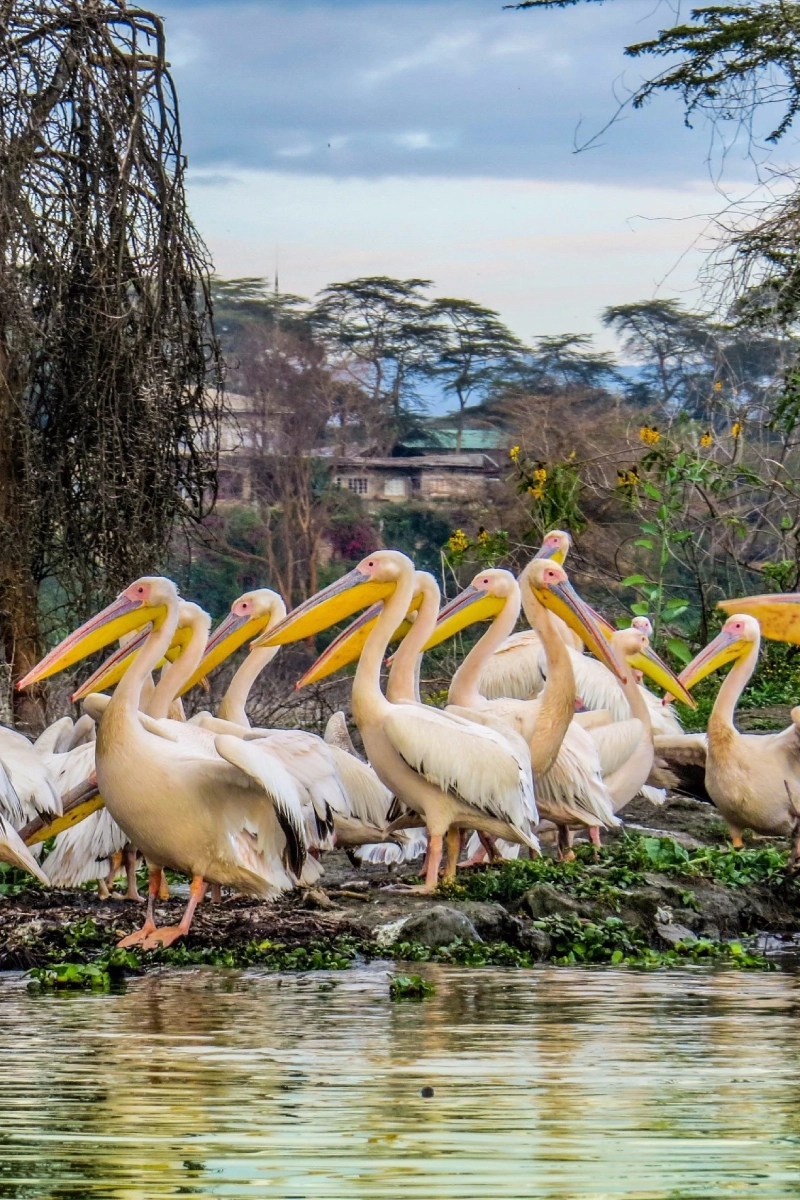 7 Days Safari – Tsavo East, Amboseli, Lake Naivasha, Lake Nakuru & Masai Mara