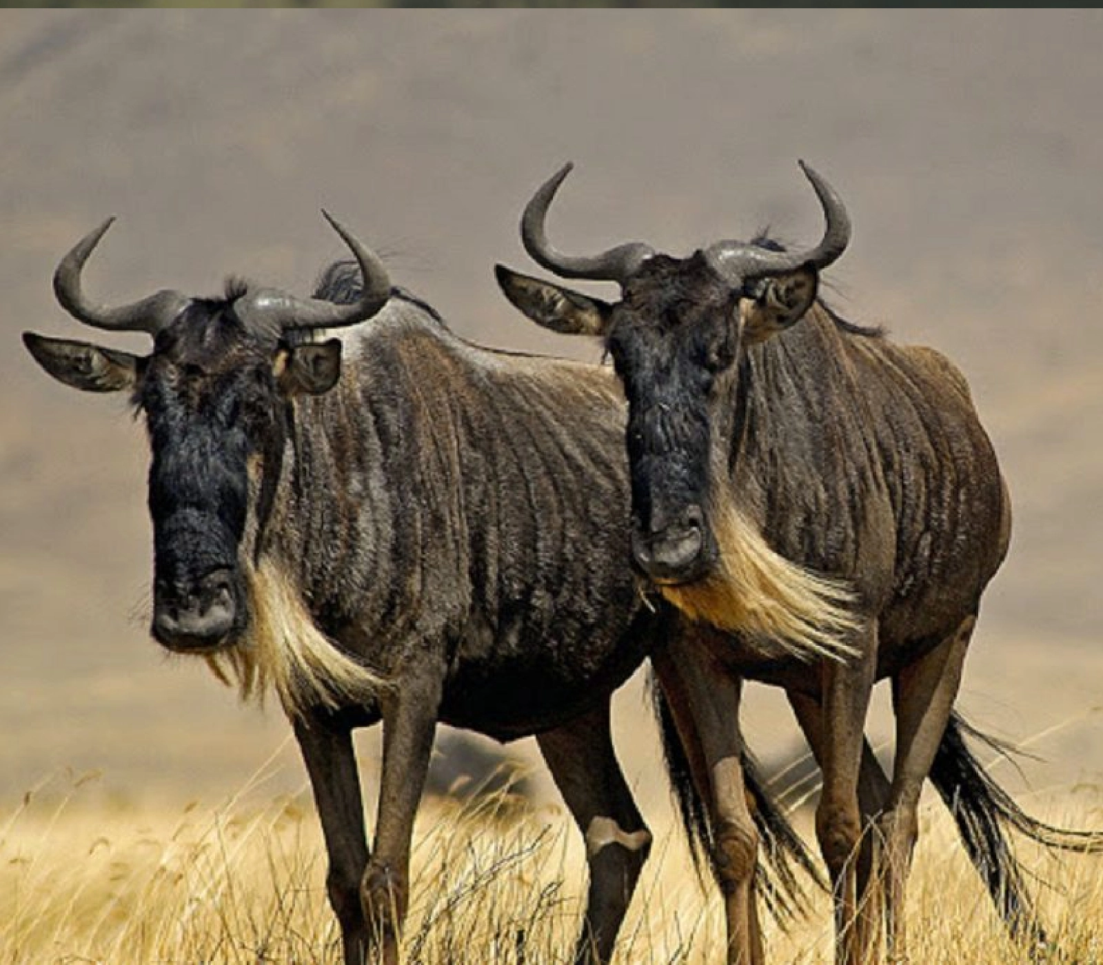 7-Days Safari: Tsavo East to Masai Mara Attractions