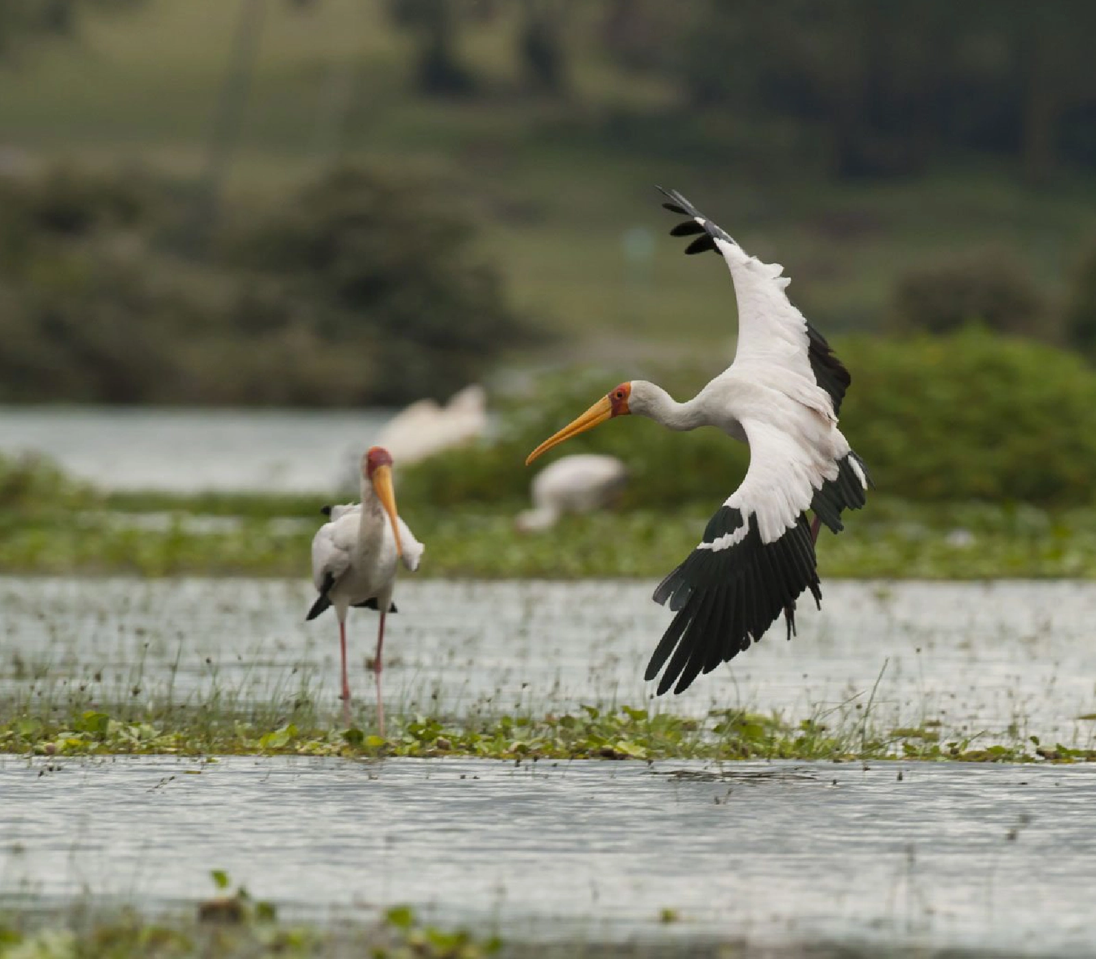 7-Days Safari: Tsavo East to Masai Mara Attractions