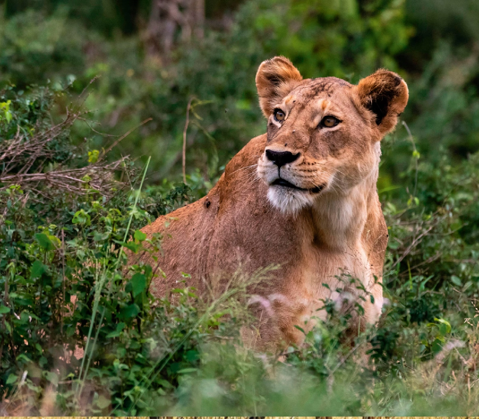 7-Days Safari: Tsavo East to Masai Mara Attractions