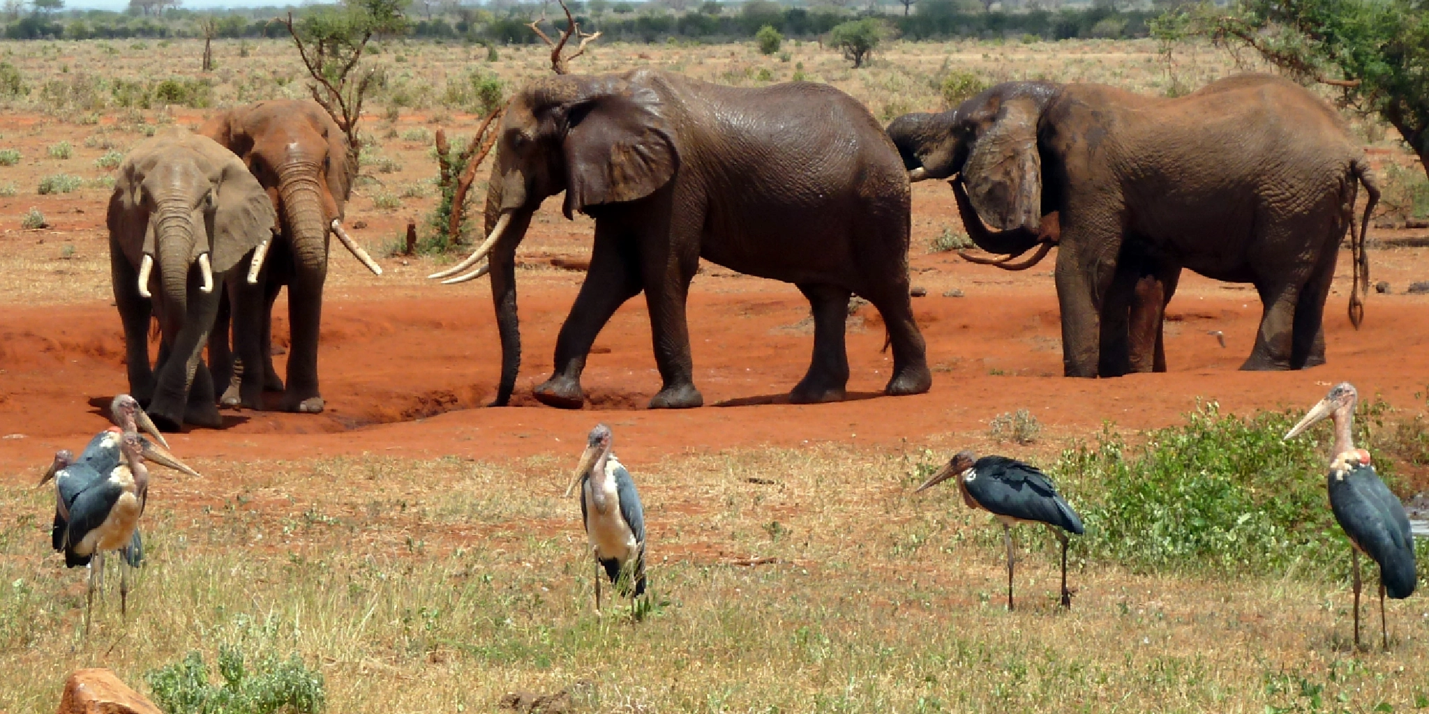 7-Days Safari: Tsavo East, Amboseli, Lake Naivasha, Lake Nakuru, Masai Mara