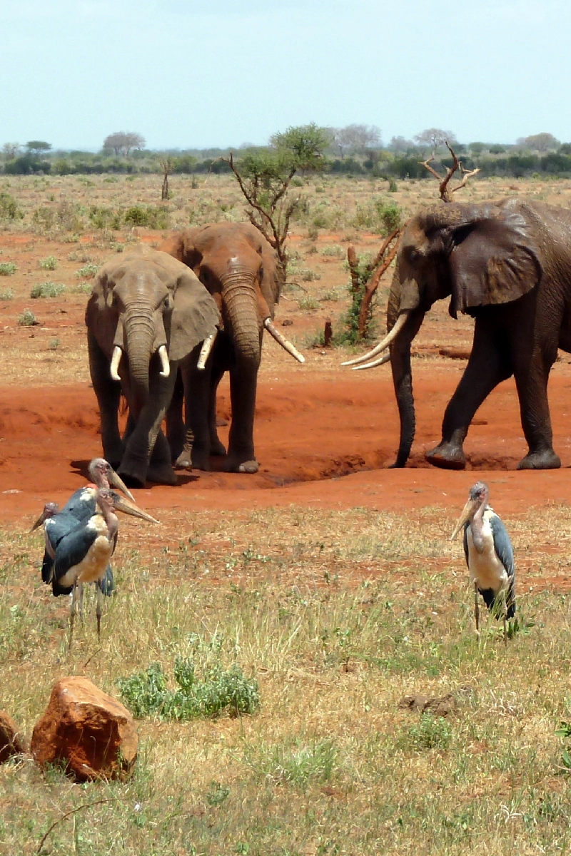 7-Days Safari: Tsavo East to Masai Mara