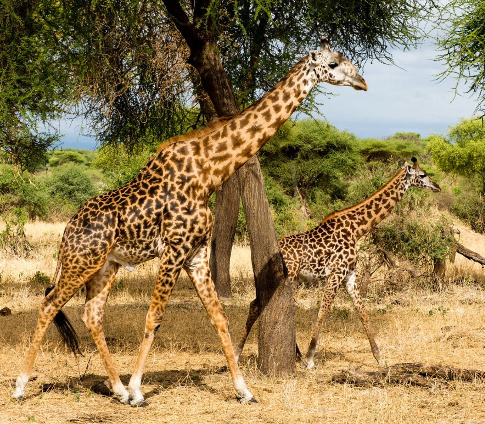 7 Days Tanzania Wildlife Adventure Safari Attractions