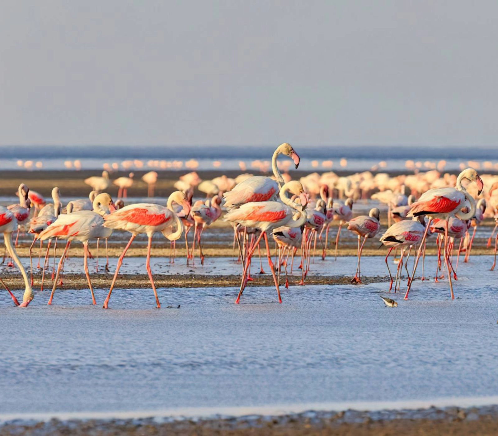 7 Days Tanzania Wildlife Adventure Safari Attractions