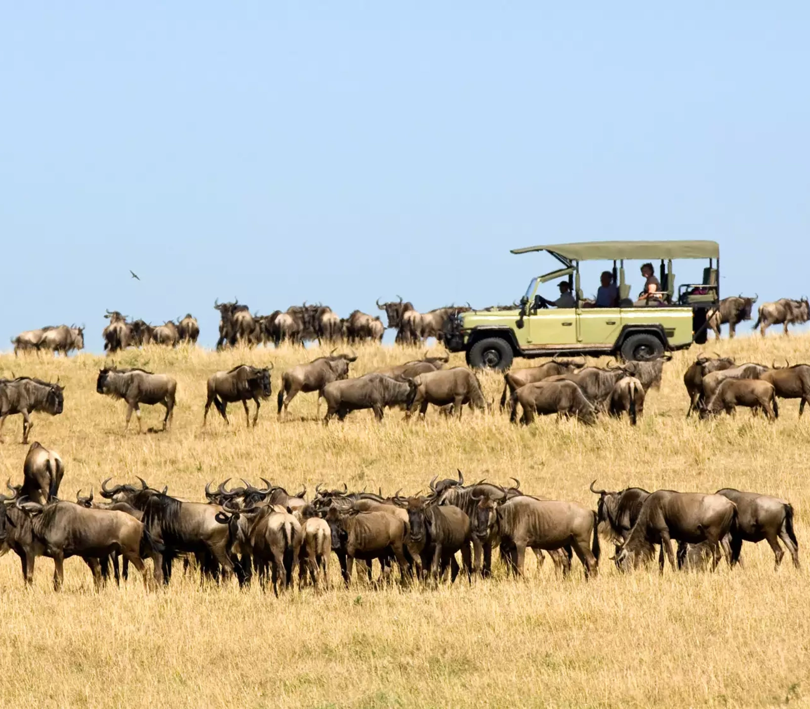 7 Days Tanzania Wildlife Adventure Safari Attractions