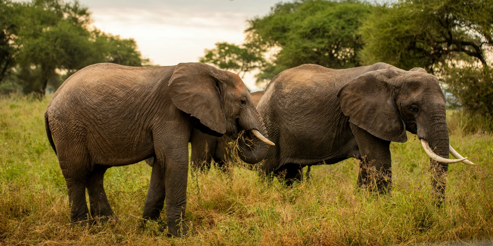 7 Days Tanzania Wildlife Adventure Safari