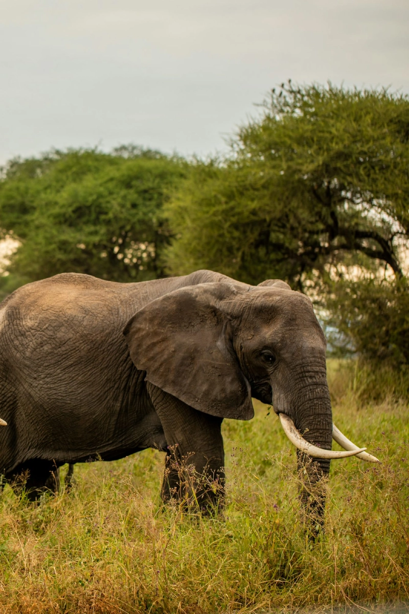 7 Days Tanzania Wildlife Adventure Safari