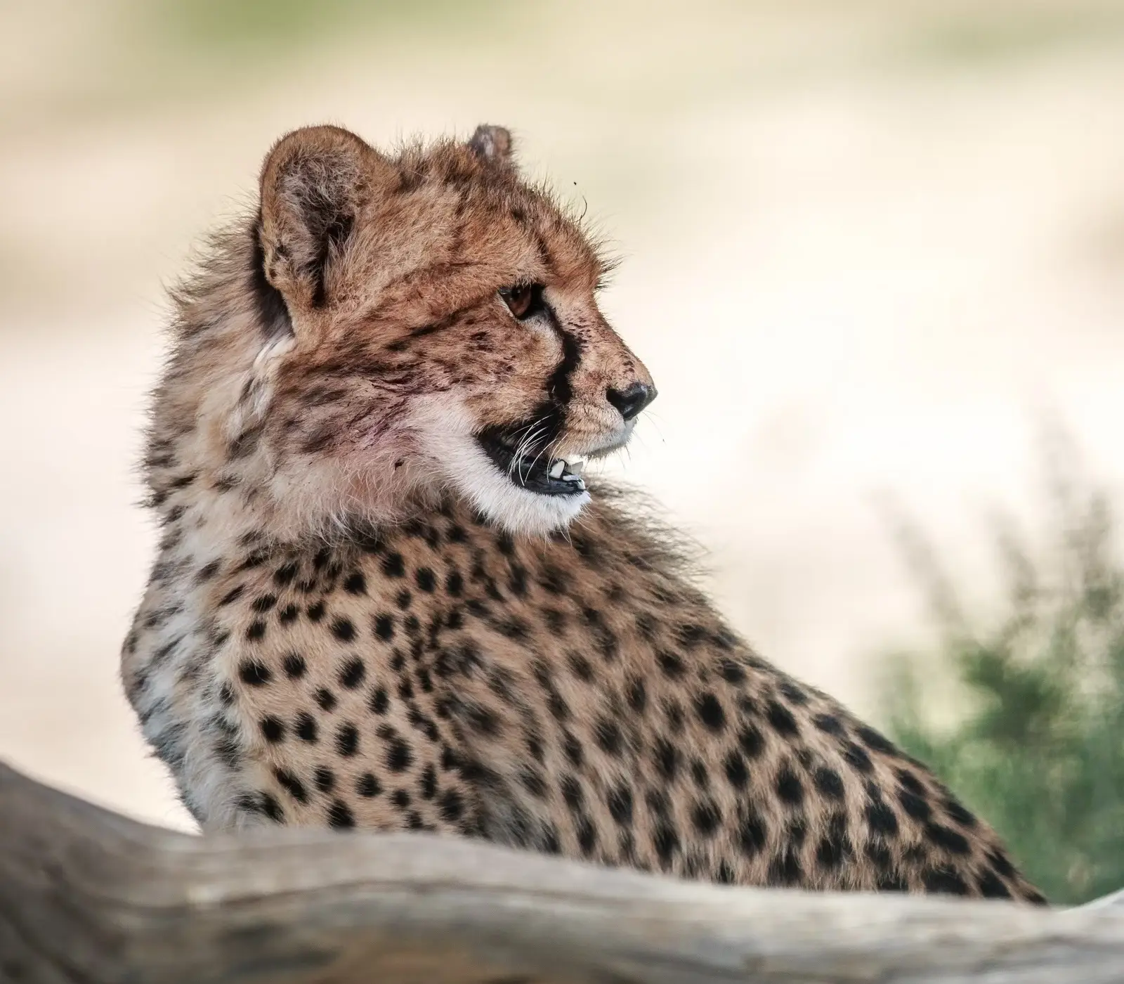 7 Days Tsavo East Wildlife Safari  wildlife Attractions