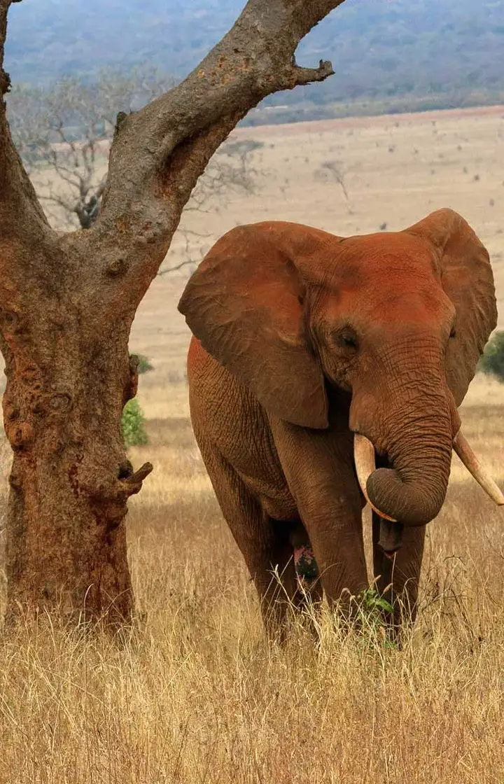 7 Days Tsavo East Wildlife Safari  wildlife