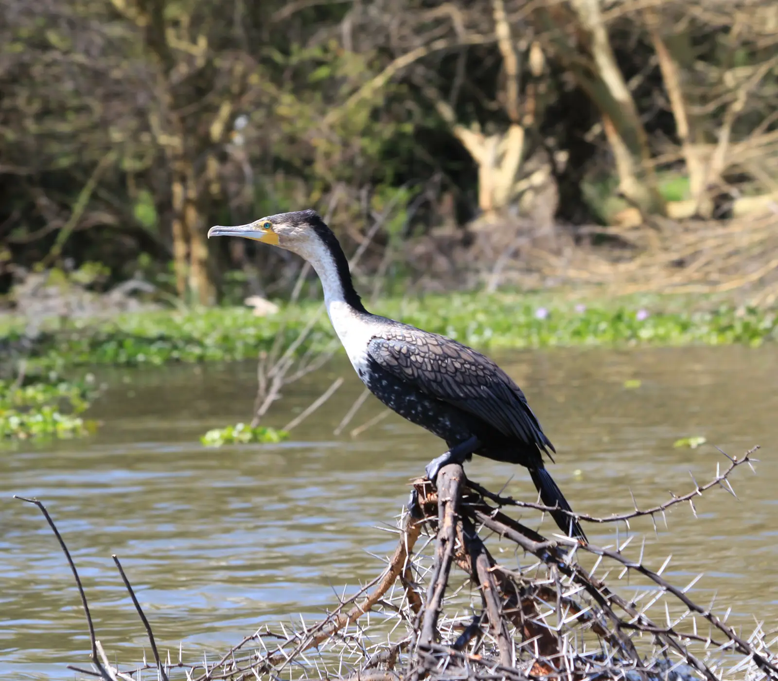 7 Days Tsavo East Wildlife Safari  wildlife Attractions