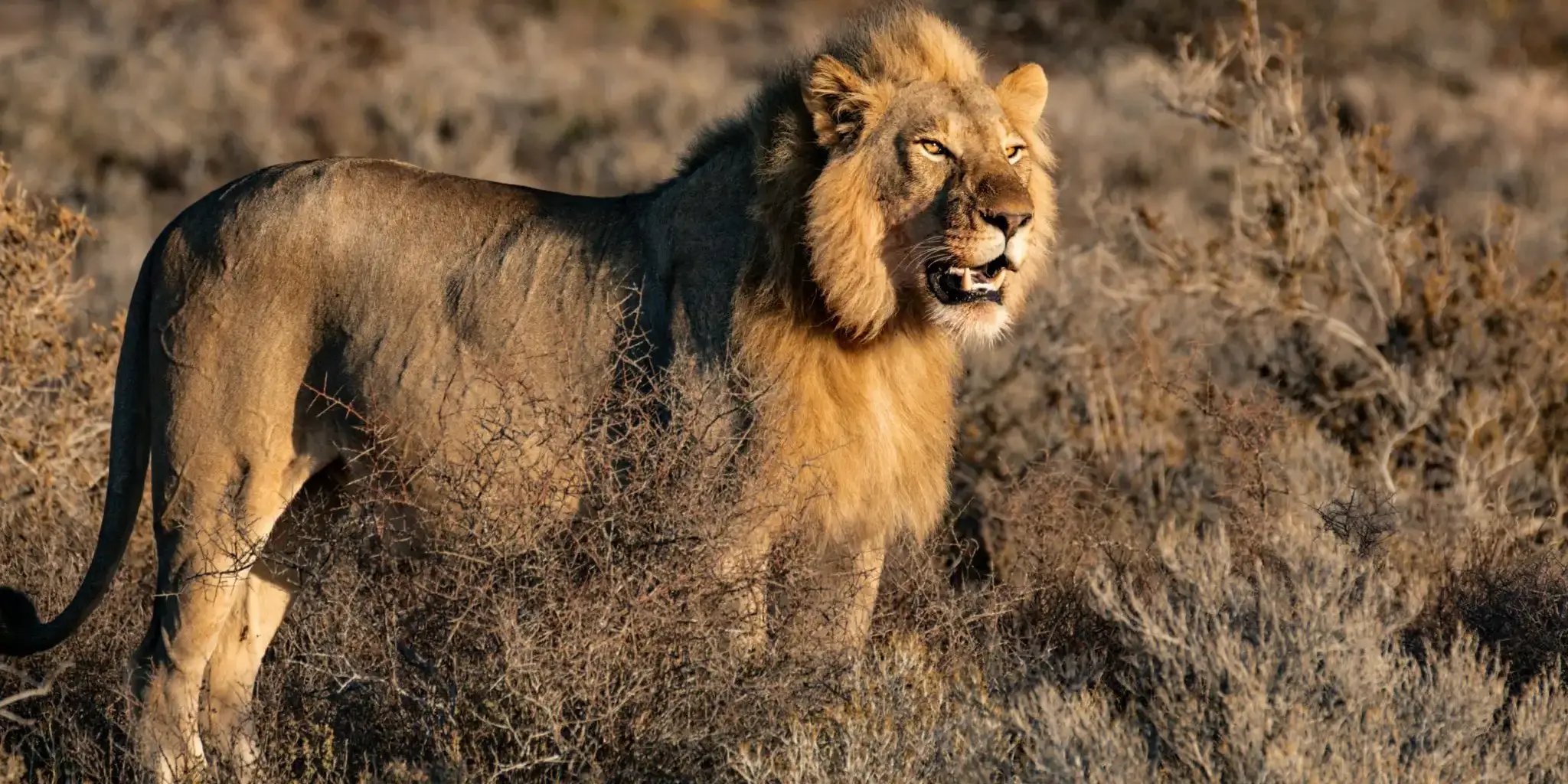 7 Days Tsavo East Wildlife Safari 