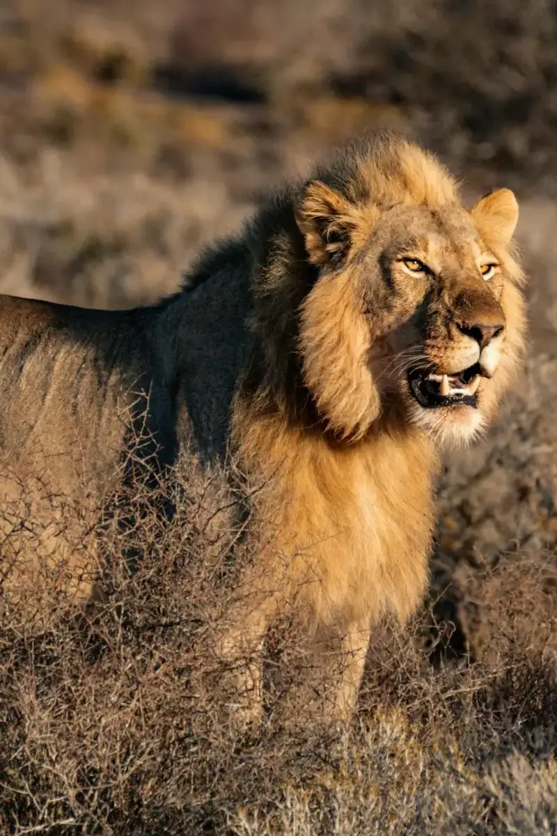 7 Days Tsavo East Wildlife Safari