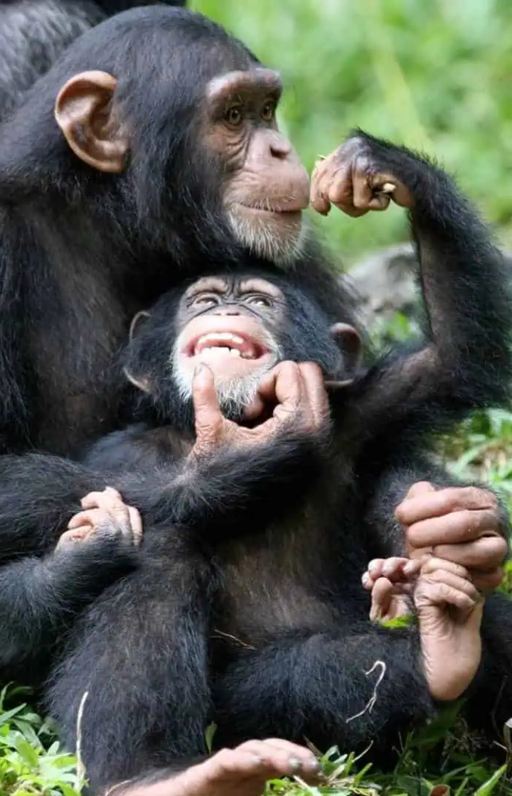 7 Days Uganda Gorilla Trekking wildlife