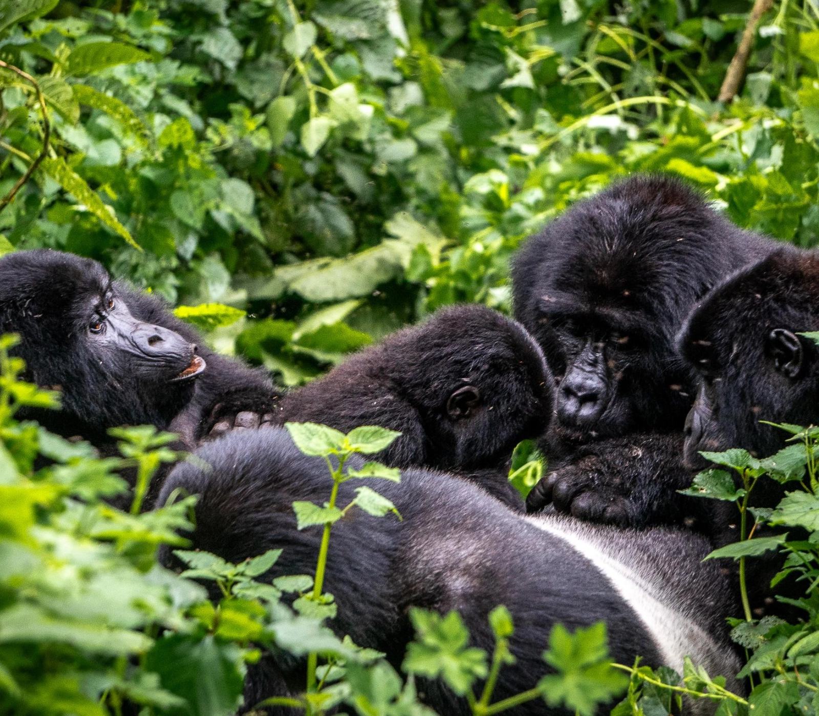 7 Days Uganda Gorilla Trekking Attractions