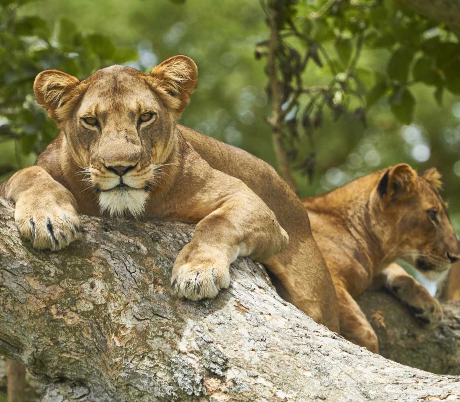 7 Days Uganda Gorilla Trekking Attractions