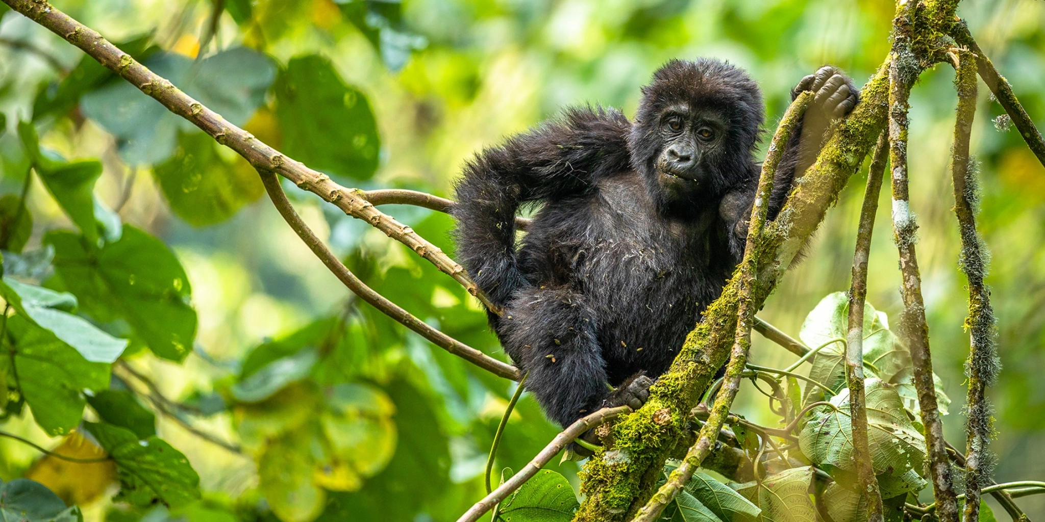 7 Days Uganda Gorilla Trekking