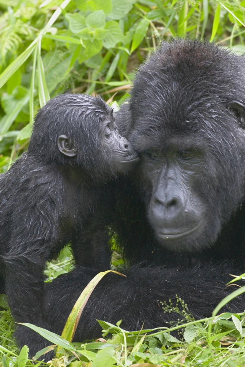 7 Days Uganda Gorilla Trekking