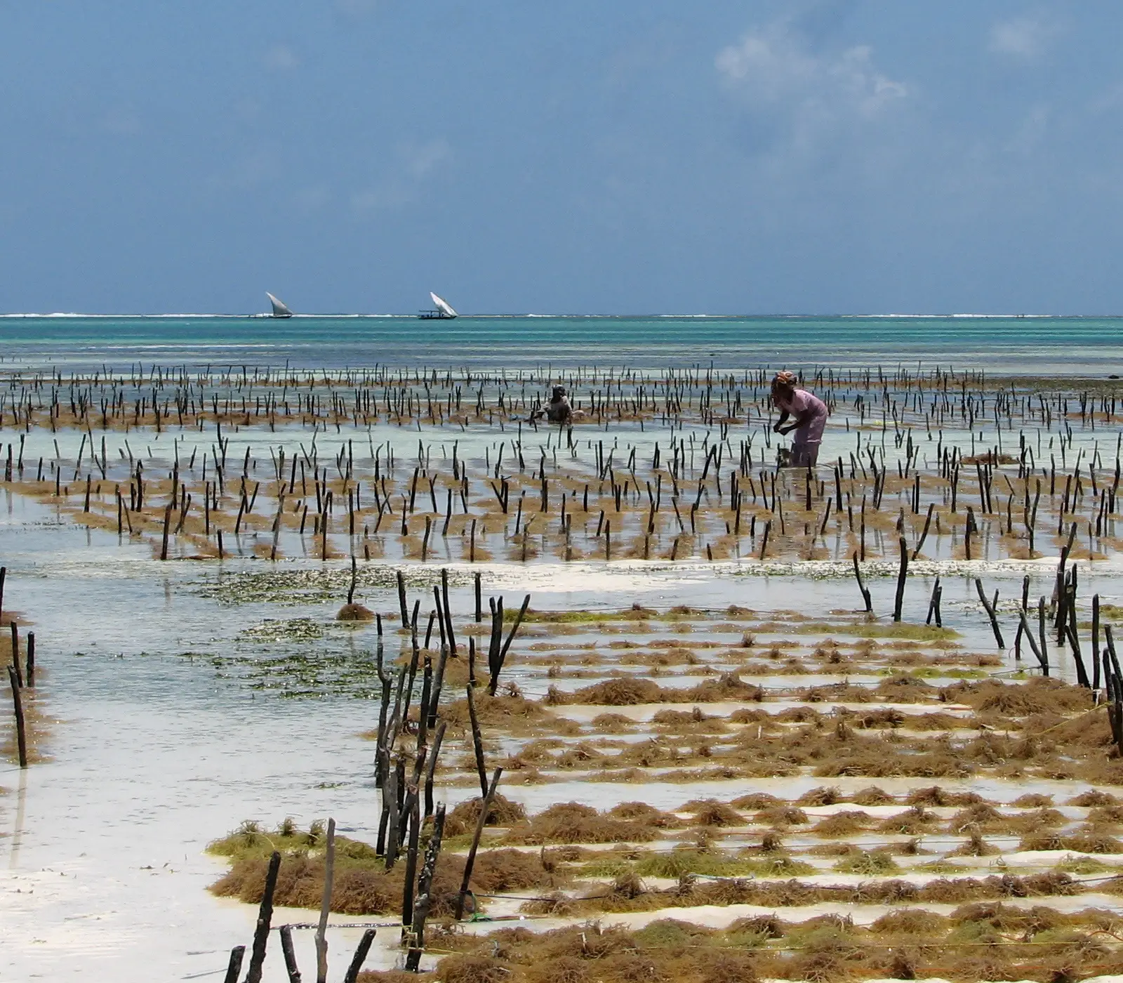 7 Days Ultimate Zanzibar Beach Holidays  Attractions