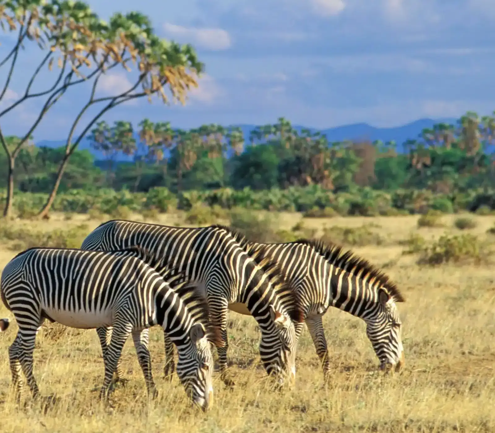 8-Day Kenya Safari Tour Attractions