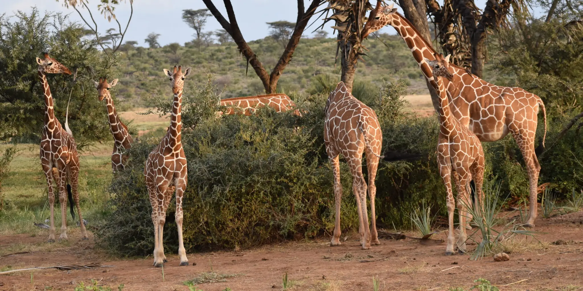 8-Day Kenya Safari Tour