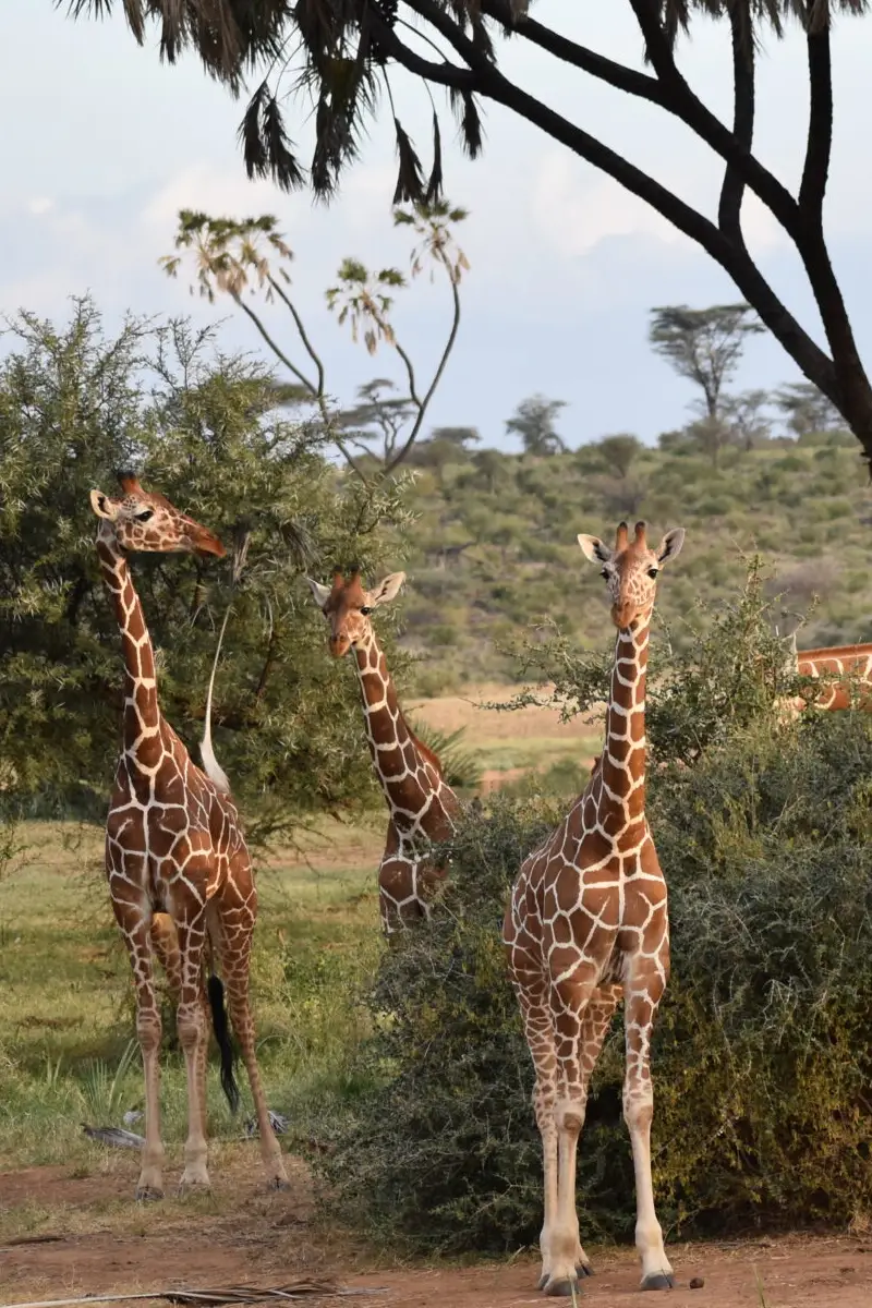8-Day Kenya Safari Tour