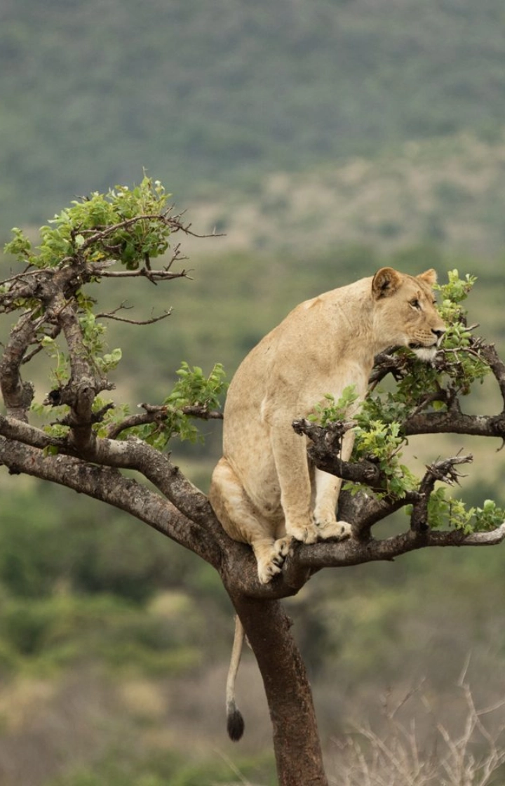 8 Days Best of Rwanda Safari