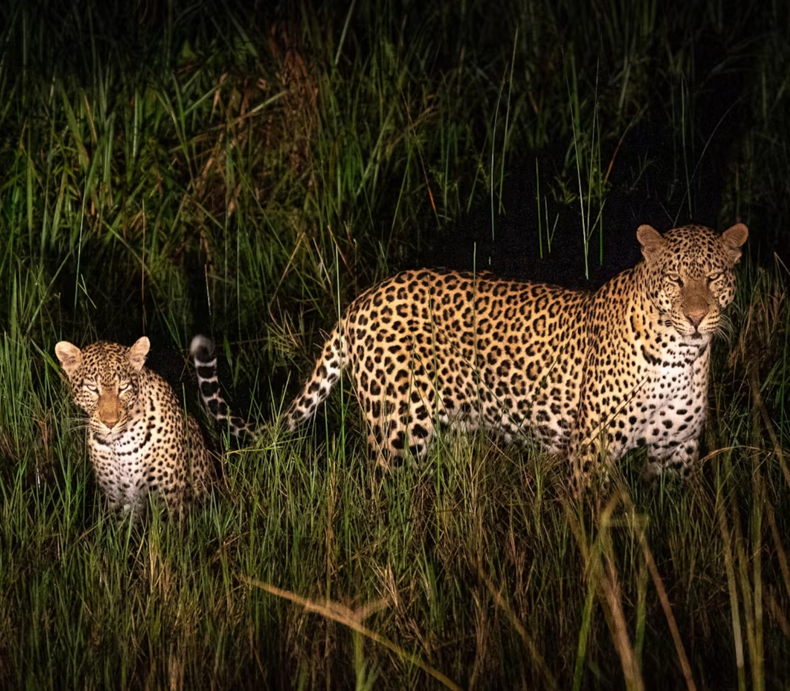 8 Days Best of Rwanda Safari Attractions