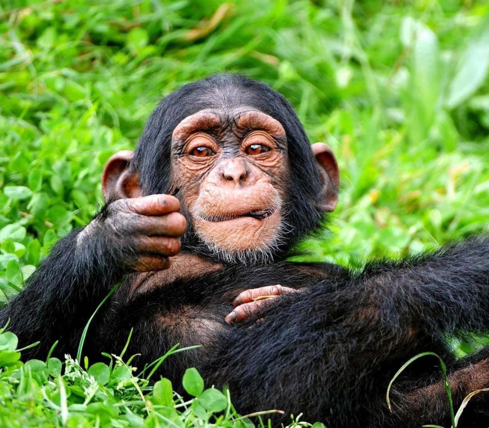 8 Days Best of Rwanda Safari Attractions